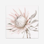 Shop King Protea II (Square) Photo Art Print a floral themed photography wall art print from The Print Emporium wall artwork collection - Buy Australian made fine art poster and framed prints for the home and your interior decor room, TPE-611-AP