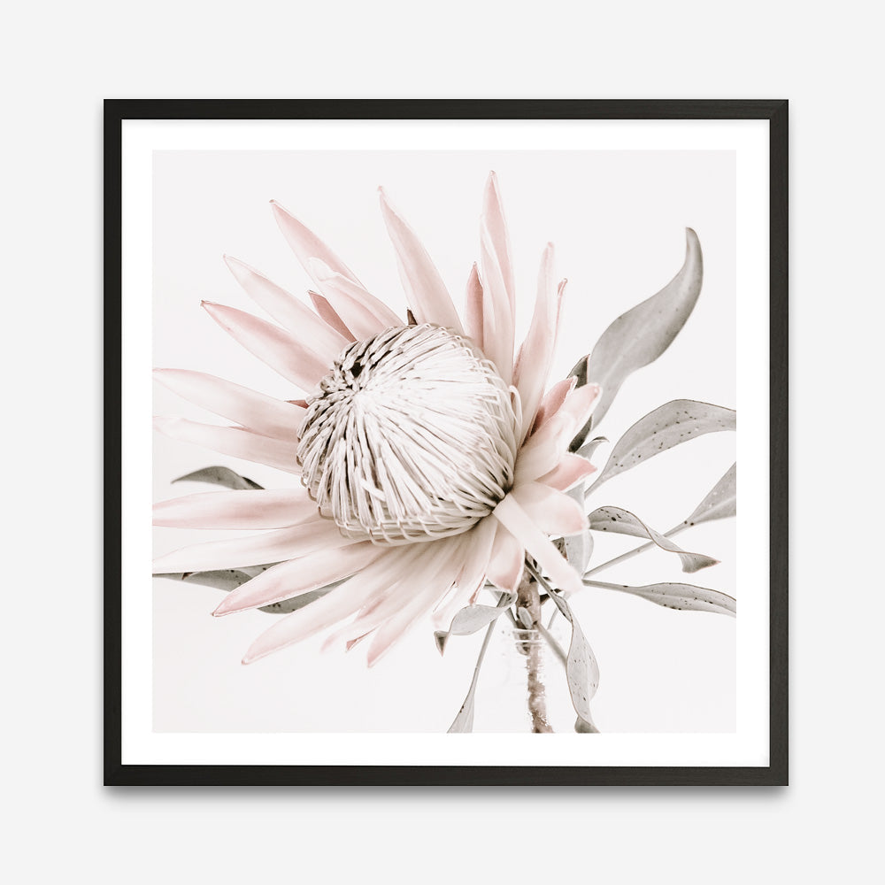 Shop King Protea II (Square) Photo Art Print a floral themed photography wall art print from The Print Emporium wall artwork collection - Buy Australian made fine art poster and framed prints for the home and your interior decor room, TPE-611-AP
