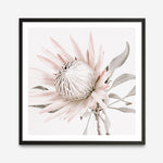 Shop King Protea II (Square) Photo Art Print a floral themed photography wall art print from The Print Emporium wall artwork collection - Buy Australian made fine art poster and framed prints for the home and your interior decor room, TPE-611-AP