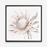 Shop King Protea II (Square) Photo Art Print a floral themed photography wall art print from The Print Emporium wall artwork collection - Buy Australian made fine art poster and framed prints for the home and your interior decor room, TPE-611-AP