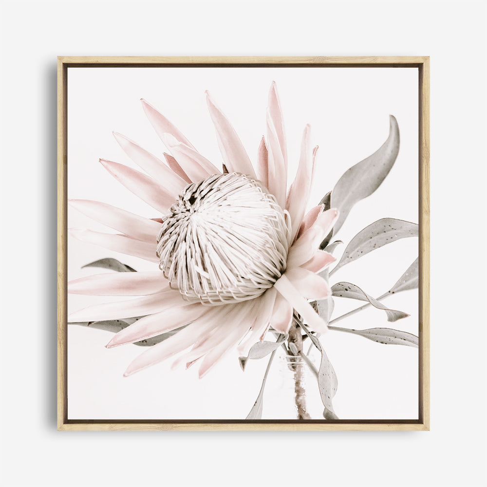 Shop King Protea II (Square) Photo Canvas a floral themed photography framed stretched canvas print from The Print Emporium wall artwork collection - Buy Australian made prints for the home and your interior decor space, TPE-611-CA-40X40-NF