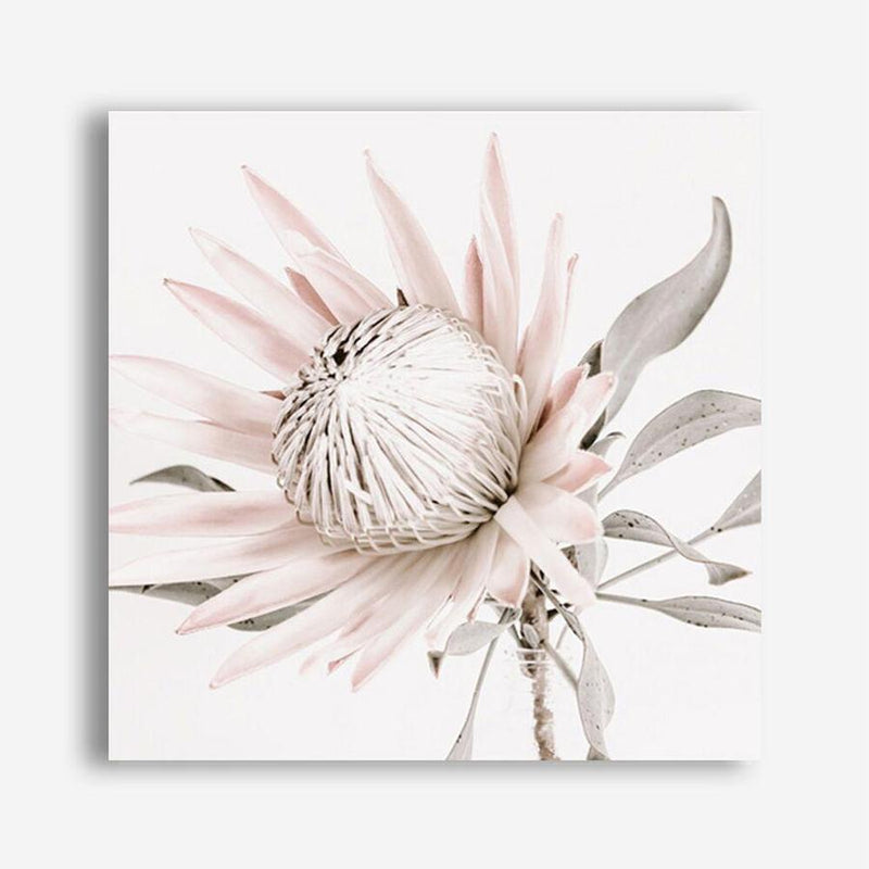 Shop King Protea II (Square) Photo Canvas a floral themed photography framed stretched canvas print from The Print Emporium wall artwork collection - Buy Australian made prints for the home and your interior decor space, TPE-611-CA-40X40-NF