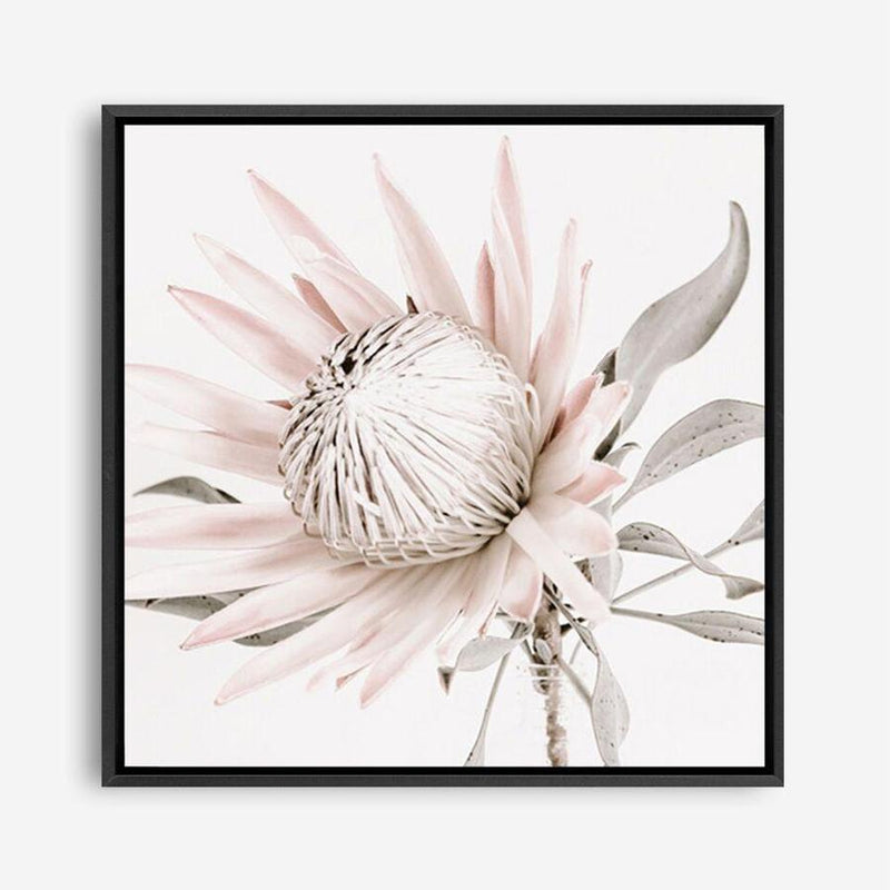 Shop King Protea II (Square) Photo Canvas a floral themed photography framed stretched canvas print from The Print Emporium wall artwork collection - Buy Australian made prints for the home and your interior decor space, TPE-611-CA-40X40-NF