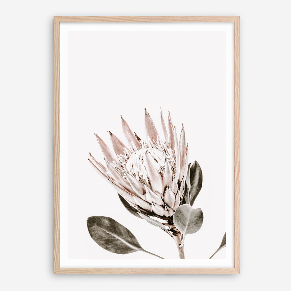 Shop King Protea Photo Art Print a floral themed photography wall art print from The Print Emporium wall artwork collection - Buy Australian made fine art poster and framed prints for the home and your interior decor room, TPE-590-AP