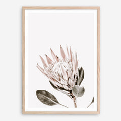 Shop King Protea Photo Art Print a floral themed photography wall art print from The Print Emporium wall artwork collection - Buy Australian made fine art poster and framed prints for the home and your interior decor room, TPE-590-AP