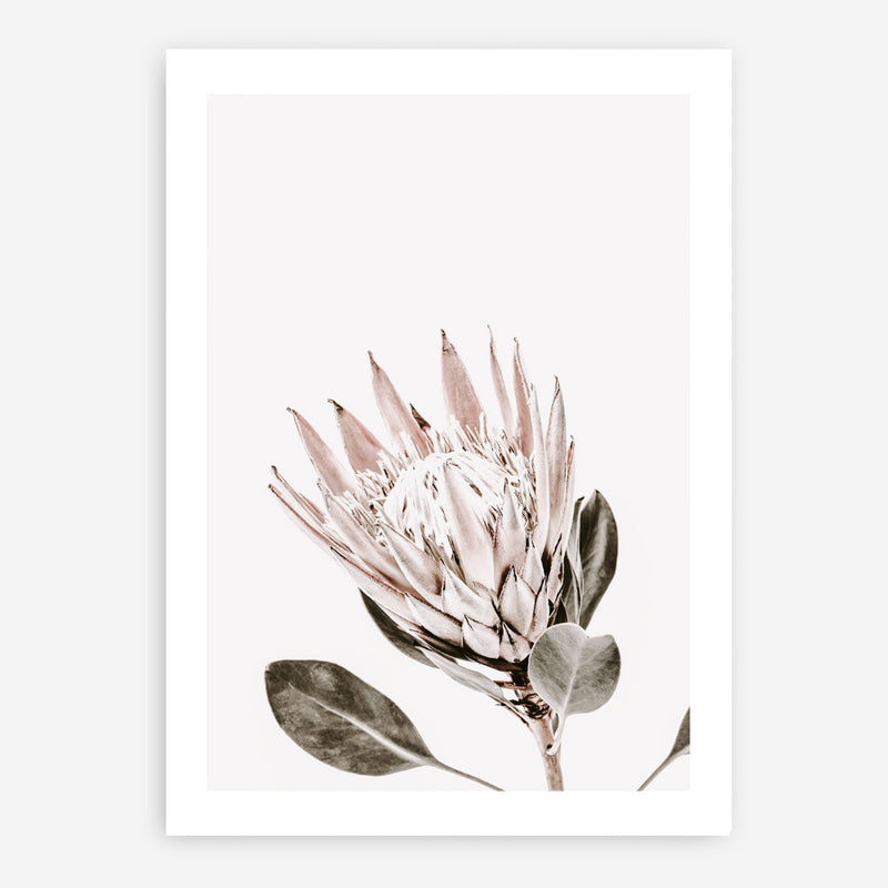 Shop King Protea Photo Art Print a floral themed photography wall art print from The Print Emporium wall artwork collection - Buy Australian made fine art poster and framed prints for the home and your interior decor room, TPE-590-AP