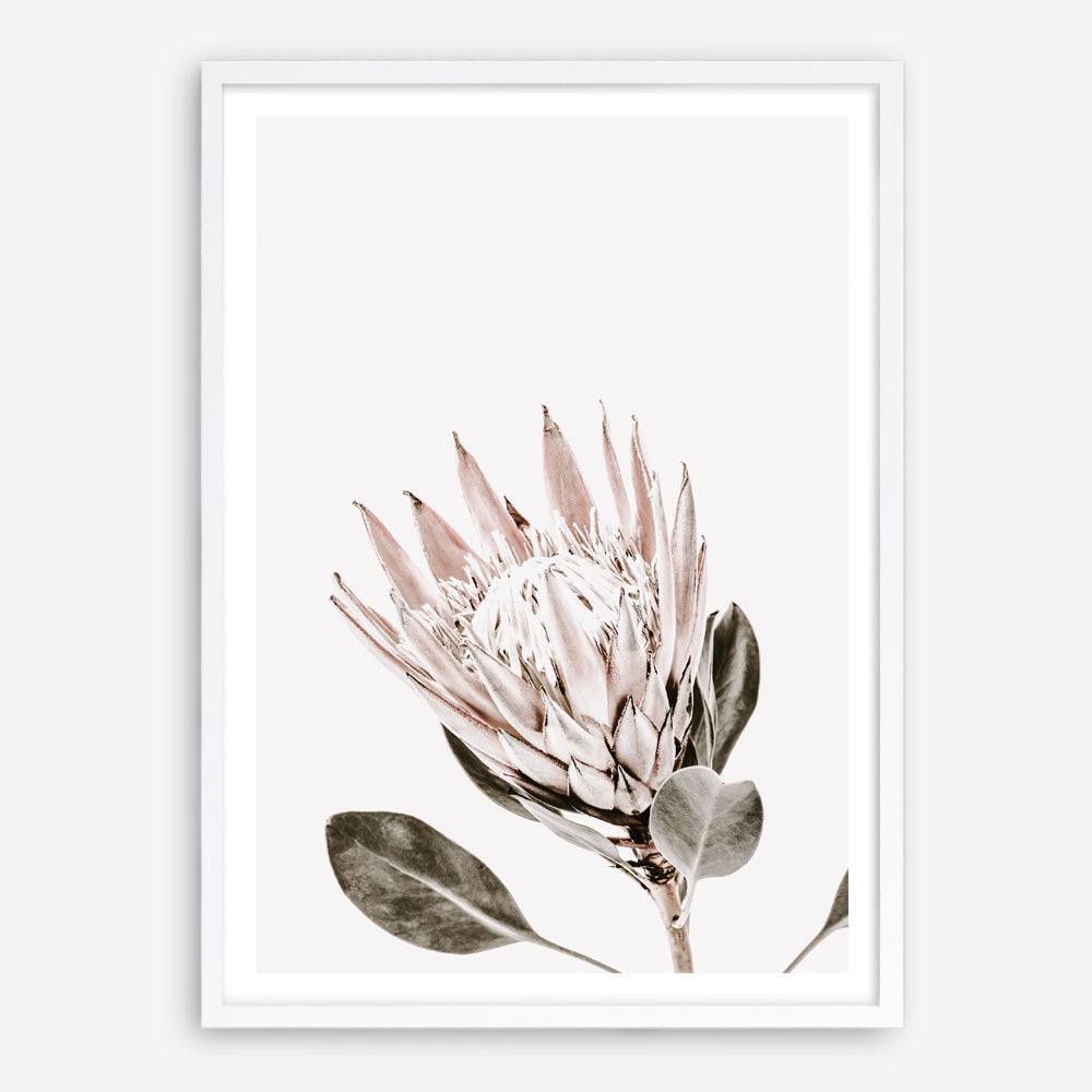 Shop King Protea Photo Art Print a floral themed photography wall art print from The Print Emporium wall artwork collection - Buy Australian made fine art poster and framed prints for the home and your interior decor room, TPE-590-AP
