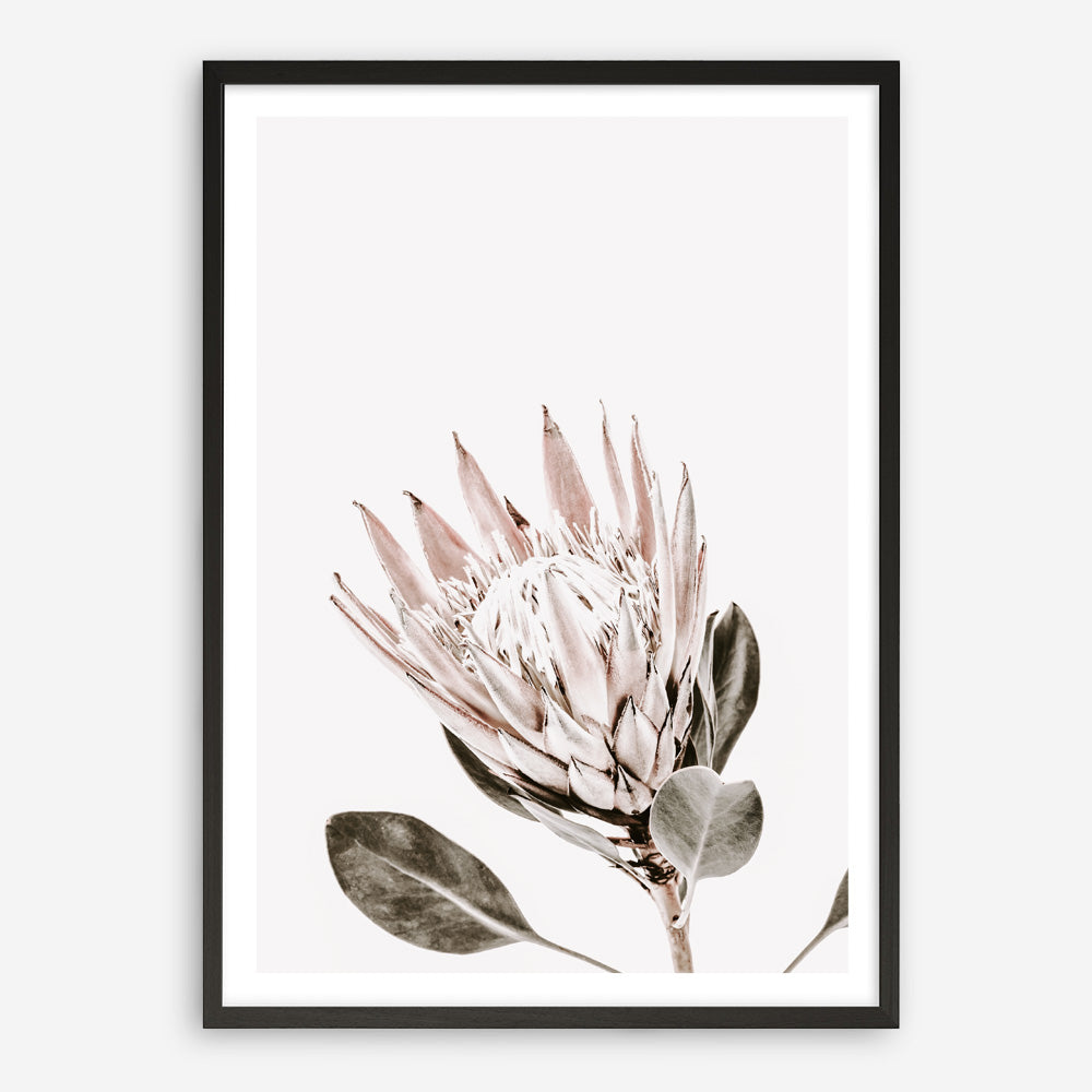 Shop King Protea Photo Art Print a floral themed photography wall art print from The Print Emporium wall artwork collection - Buy Australian made fine art poster and framed prints for the home and your interior decor room, TPE-590-AP