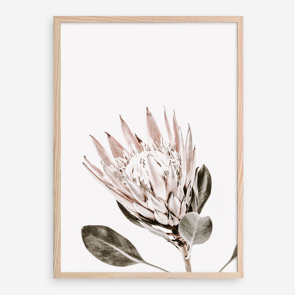 Shop King Protea Photo Art Print a floral themed photography wall art print from The Print Emporium wall artwork collection - Buy Australian made fine art poster and framed prints for the home and your interior decor room, TPE-590-AP