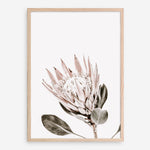Shop King Protea Photo Art Print a floral themed photography wall art print from The Print Emporium wall artwork collection - Buy Australian made fine art poster and framed prints for the home and your interior decor room, TPE-590-AP