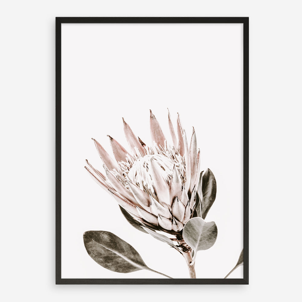 Shop King Protea Photo Art Print a floral themed photography wall art print from The Print Emporium wall artwork collection - Buy Australian made fine art poster and framed prints for the home and your interior decor room, TPE-590-AP