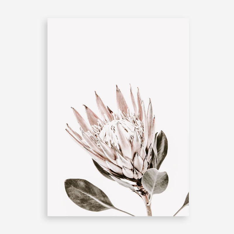 Shop King Protea Photo Art Print a floral themed photography wall art print from The Print Emporium wall artwork collection - Buy Australian made fine art poster and framed prints for the home and your interior decor room, TPE-590-AP