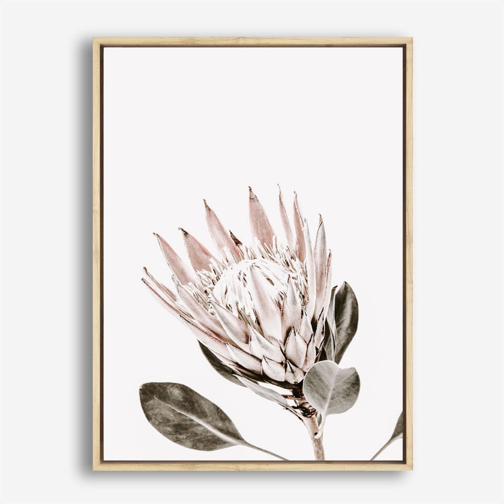 Shop King Protea Photo Canvas Print a floral themed photography framed stretched canvas print from The Print Emporium wall artwork collection - Buy Australian made prints for the home and your interior decor space, TPE-590-CA-35X46-NF