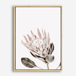 Shop King Protea Photo Canvas Print a floral themed photography framed stretched canvas print from The Print Emporium wall artwork collection - Buy Australian made prints for the home and your interior decor space, TPE-590-CA-35X46-NF