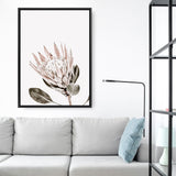 Shop King Protea Photo Canvas Print a floral themed photography framed stretched canvas print from The Print Emporium wall artwork collection - Buy Australian made prints for the home and your interior decor space, TPE-590-CA-35X46-NF
