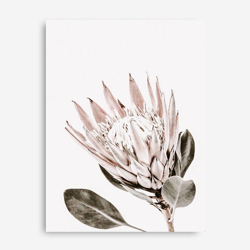 Shop King Protea Photo Canvas Print a floral themed photography framed stretched canvas print from The Print Emporium wall artwork collection - Buy Australian made prints for the home and your interior decor space, TPE-590-CA-35X46-NF
