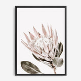 Shop King Protea Photo Canvas Print a floral themed photography framed stretched canvas print from The Print Emporium wall artwork collection - Buy Australian made prints for the home and your interior decor space, TPE-590-CA-35X46-NF