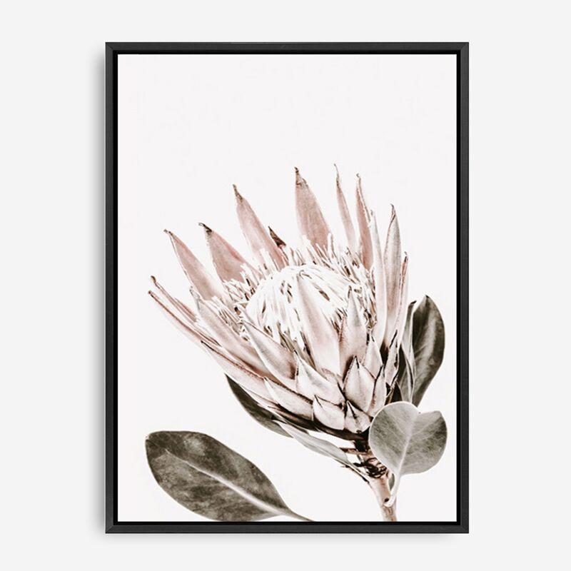Shop King Protea Photo Canvas Print a floral themed photography framed stretched canvas print from The Print Emporium wall artwork collection - Buy Australian made prints for the home and your interior decor space, TPE-590-CA-35X46-NF