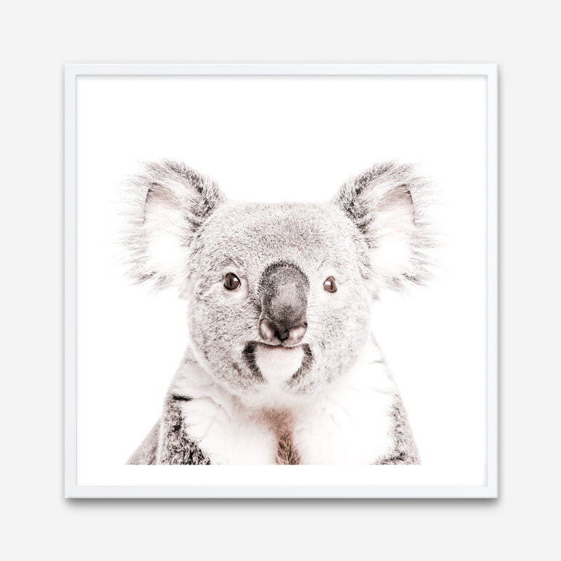 Shop Koala (Square) Photo Art Print a photography wall art print from The Print Emporium wall artwork collection - Buy Australian made fine art poster and framed prints for the home and your interior decor room, TPE-643-AP