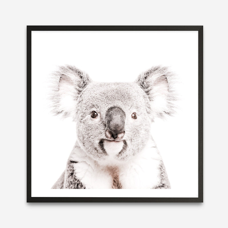 Shop Koala (Square) Photo Art Print a photography wall art print from The Print Emporium wall artwork collection - Buy Australian made fine art poster and framed prints for the home and your interior decor room, TPE-643-AP