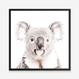 Shop Koala (Square) Photo Art Print a photography wall art print from The Print Emporium wall artwork collection - Buy Australian made fine art poster and framed prints for the home and your interior decor room, TPE-643-AP