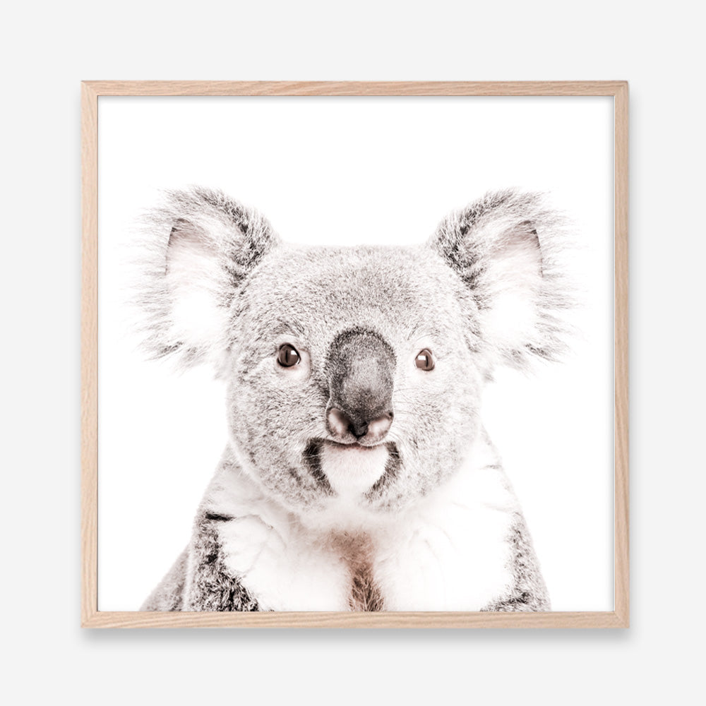 Shop Koala (Square) Photo Art Print a photography wall art print from The Print Emporium wall artwork collection - Buy Australian made fine art poster and framed prints for the home and your interior decor room, TPE-643-AP