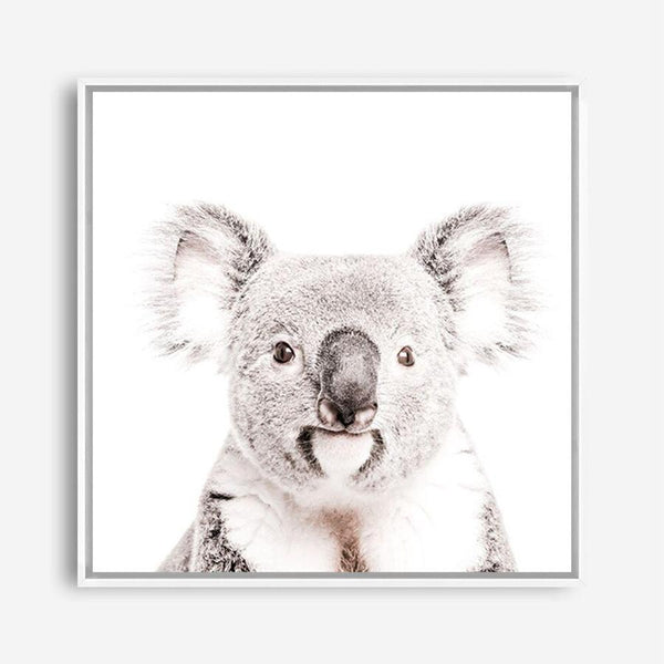Shop Koala (Square) Photo Canvas a photography framed stretched canvas print from The Print Emporium wall artwork collection - Buy Australian made prints for the home and your interior decor space, TPE-643-CA-40X40-NF
