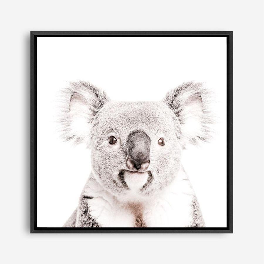 Shop Koala (Square) Photo Canvas a photography framed stretched canvas print from The Print Emporium wall artwork collection - Buy Australian made prints for the home and your interior decor space, TPE-643-CA-40X40-NF