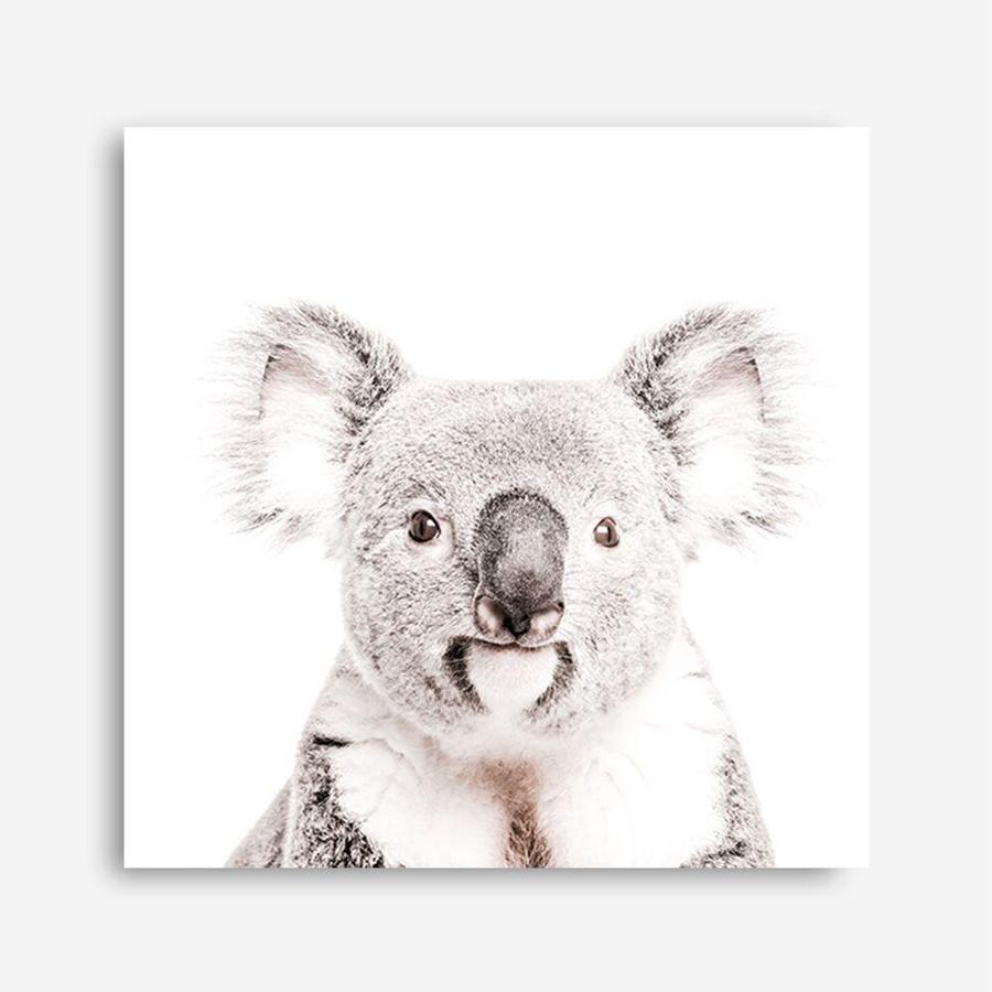 Shop Koala (Square) Photo Canvas a photography framed stretched canvas print from The Print Emporium wall artwork collection - Buy Australian made prints for the home and your interior decor space, TPE-643-CA-40X40-NF
