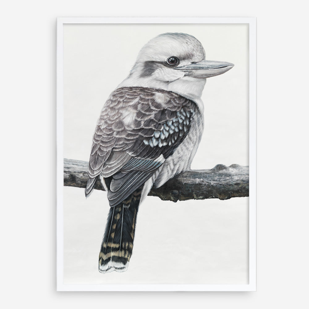 Shop Kookaburra On A Branch Art Print a painted bird themed wall art print from The Print Emporium wall artwork collection - Buy Australian made fine art painting style poster and framed prints for the home and your interior decor room, TPE-389-AP