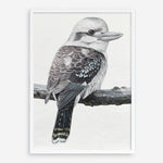 Shop Kookaburra On A Branch Art Print a painted bird themed wall art print from The Print Emporium wall artwork collection - Buy Australian made fine art painting style poster and framed prints for the home and your interior decor room, TPE-389-AP
