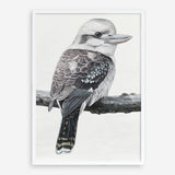 Shop Kookaburra On A Branch Art Print a painted bird themed wall art print from The Print Emporium wall artwork collection - Buy Australian made fine art painting style poster and framed prints for the home and your interior decor room, TPE-389-AP
