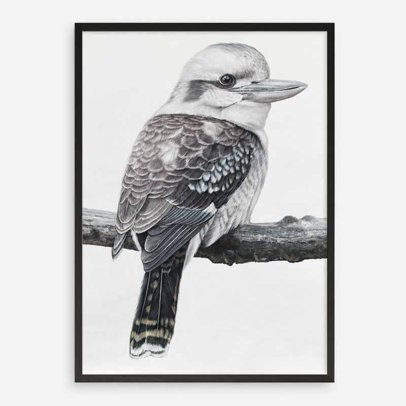 Shop Kookaburra On A Branch Art Print a painted bird themed wall art print from The Print Emporium wall artwork collection - Buy Australian made fine art painting style poster and framed prints for the home and your interior decor room, TPE-389-AP