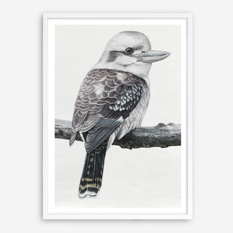 Shop Kookaburra On A Branch Art Print a painted bird themed wall art print from The Print Emporium wall artwork collection - Buy Australian made fine art painting style poster and framed prints for the home and your interior decor room, TPE-389-AP