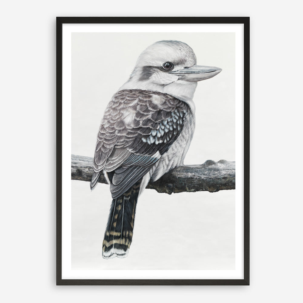 Shop Kookaburra On A Branch Art Print a painted bird themed wall art print from The Print Emporium wall artwork collection - Buy Australian made fine art painting style poster and framed prints for the home and your interior decor room, TPE-389-AP