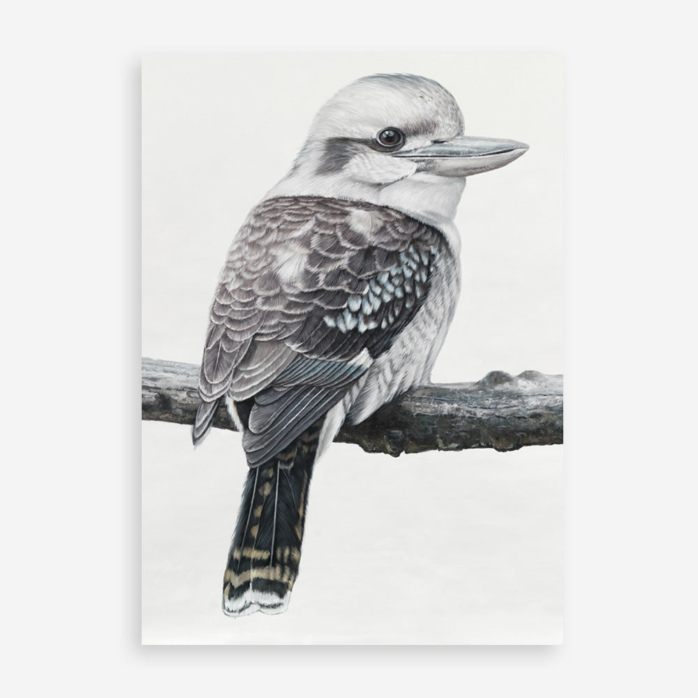 Shop Kookaburra On A Branch Art Print a painted bird themed wall art print from The Print Emporium wall artwork collection - Buy Australian made fine art painting style poster and framed prints for the home and your interior decor room, TPE-389-AP