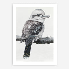 Shop Kookaburra On A Branch Art Print a painted bird themed wall art print from The Print Emporium wall artwork collection - Buy Australian made fine art painting style poster and framed prints for the home and your interior decor room, TPE-389-AP