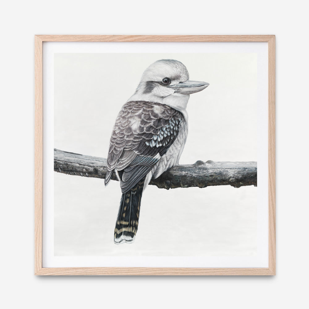 Shop Kookaburra On A Branch (Square) Art Print a painted bird themed wall art print from The Print Emporium wall artwork collection - Buy Australian made fine art painting style poster and framed prints for the home and your interior decor room, TPE-388-AP