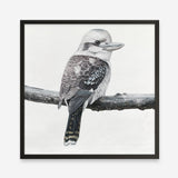 Shop Kookaburra On A Branch (Square) Art Print a painted bird themed wall art print from The Print Emporium wall artwork collection - Buy Australian made fine art painting style poster and framed prints for the home and your interior decor room, TPE-388-AP