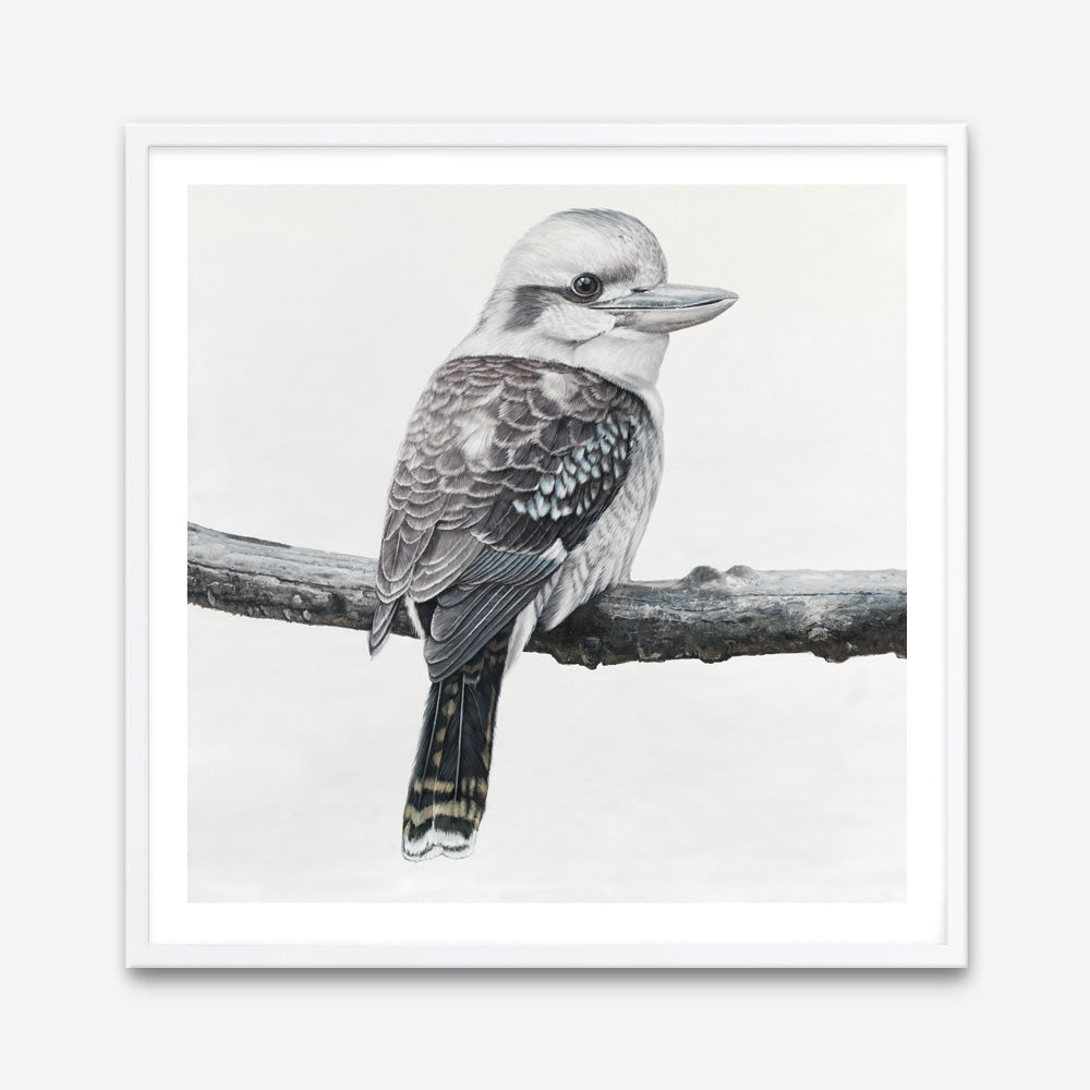 Shop Kookaburra On A Branch (Square) Art Print a painted bird themed wall art print from The Print Emporium wall artwork collection - Buy Australian made fine art painting style poster and framed prints for the home and your interior decor room, TPE-388-AP