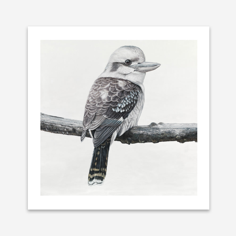 Shop Kookaburra On A Branch (Square) Art Print a painted bird themed wall art print from The Print Emporium wall artwork collection - Buy Australian made fine art painting style poster and framed prints for the home and your interior decor room, TPE-388-AP
