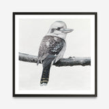 Shop Kookaburra On A Branch (Square) Art Print a painted bird themed wall art print from The Print Emporium wall artwork collection - Buy Australian made fine art painting style poster and framed prints for the home and your interior decor room, TPE-388-AP