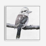 Shop Kookaburra On A Branch (Square) Canvas Print a painted bird themed framed canvas wall art print from The Print Emporium artwork collection - Buy Australian made fine art painting style stretched canvas prints for the home and your interior decor space, TPE-388-CA-40X40-NF