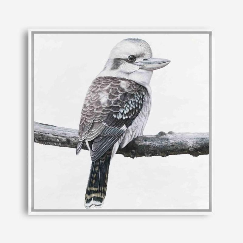 Shop Kookaburra On A Branch (Square) Canvas Print a painted bird themed framed canvas wall art print from The Print Emporium artwork collection - Buy Australian made fine art painting style stretched canvas prints for the home and your interior decor space, TPE-388-CA-40X40-NF