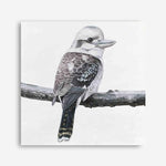 Shop Kookaburra On A Branch (Square) Canvas Print a painted bird themed framed canvas wall art print from The Print Emporium artwork collection - Buy Australian made fine art painting style stretched canvas prints for the home and your interior decor space, TPE-388-CA-40X40-NF