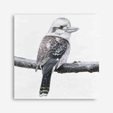 Shop Kookaburra On A Branch (Square) Canvas Print a painted bird themed framed canvas wall art print from The Print Emporium artwork collection - Buy Australian made fine art painting style stretched canvas prints for the home and your interior decor space, TPE-388-CA-40X40-NF