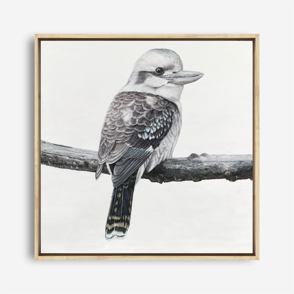 Shop Kookaburra On A Branch (Square) Canvas Print a painted bird themed framed canvas wall art print from The Print Emporium artwork collection - Buy Australian made fine art painting style stretched canvas prints for the home and your interior decor space, TPE-388-CA-40X40-NF