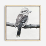 Shop Kookaburra On A Branch (Square) Canvas Print a painted bird themed framed canvas wall art print from The Print Emporium artwork collection - Buy Australian made fine art painting style stretched canvas prints for the home and your interior decor space, TPE-388-CA-40X40-NF