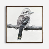 Shop Kookaburra On A Branch (Square) Canvas Print a painted bird themed framed canvas wall art print from The Print Emporium artwork collection - Buy Australian made fine art painting style stretched canvas prints for the home and your interior decor space, TPE-388-CA-40X40-NF