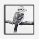 Shop Kookaburra On A Branch (Square) Canvas Print a painted bird themed framed canvas wall art print from The Print Emporium artwork collection - Buy Australian made fine art painting style stretched canvas prints for the home and your interior decor space, TPE-388-CA-40X40-NF
